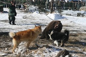 Recoltarea câinilor pe un urs este interzisă