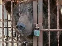 Отруїла собак на ведмедя - під заборону