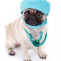 Vaccinări pentru pugs, decordog