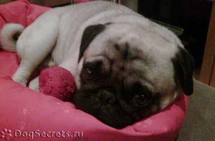 Pugs la pugs și câini adulți