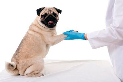 Vaccinarea pug - ce și când să pună