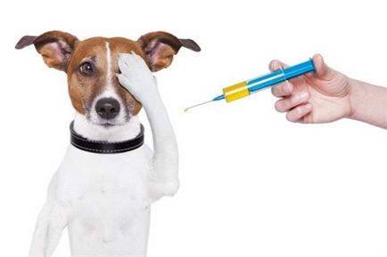 Vaccinarea căței și a adulților cu calendarul de vaccinare și adaptarea animalelor de companie