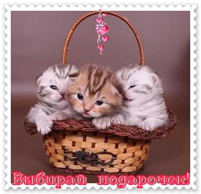 Vânzarea de pisoi în moscow-kennel de pisici - pepinieră răsăritul soare - risingsun