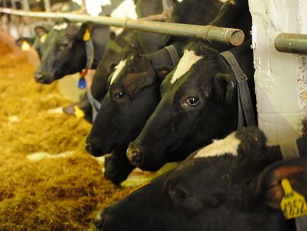 Продуктивне довголіття корів - ключ до успіху молочного виробництва