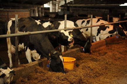 Longevitatea productivă a vaci - cheia succesului producției de lapte