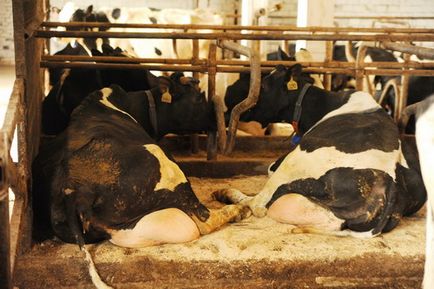 Продуктивне довголіття корів - ключ до успіху молочного виробництва