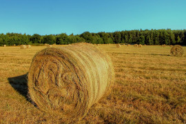 Profesii în domeniul agriculturii