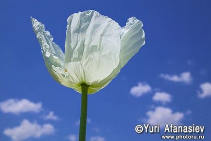 Fotografie profesionala a florilor