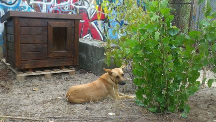 Prohobotul a ars casa câinelui