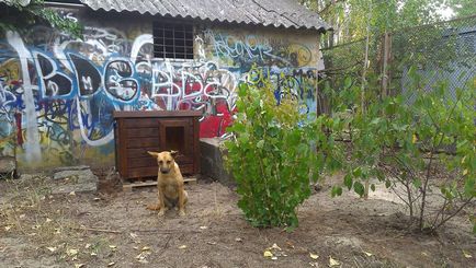 Prohobotul a ars casa câinelui