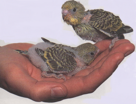 Chicks budgies (kor körül hét) Chicks budgies