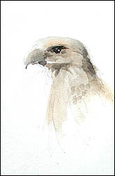 Bird Akvarell szakaszok - hogyan kell felhívni a madár - akvarell rajz leckét, leckét