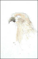 Птах поетапно акварель - як намалювати птаха - урок малювання аквареллю, урок
