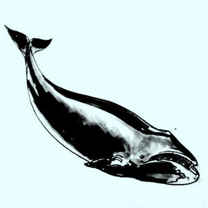 Színező bálna, és a sperma bálna színező