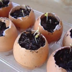 Răsaduri de castraveți în ouă - o grădină fără griji