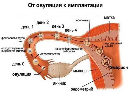 Vorbind cu fiica ta despre menstruație, club Ksyushin