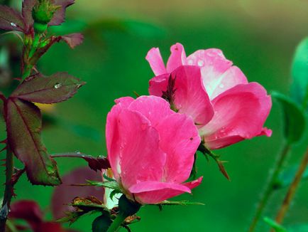 A szaporodási permetező rózsa magokat kerti rózsák szaporítható dugványozással és rétegződés