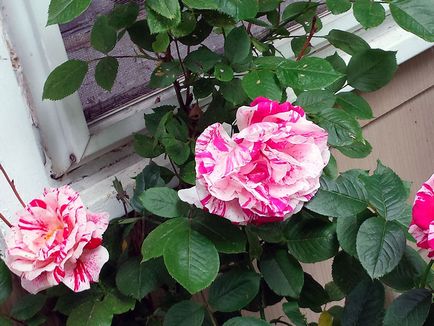 A szaporodási permetező rózsa magokat kerti rózsák szaporítható dugványozással és rétegződés