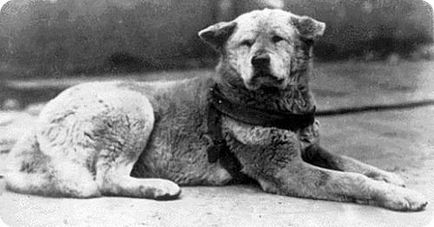 Poveste reală cu o fotografie reală japoneză de câine hachiko c