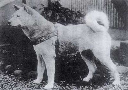 Poveste reală cu o fotografie reală japoneză de câine hachiko c
