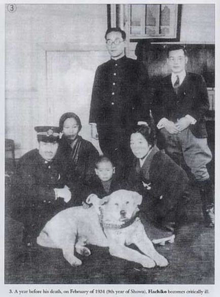 Реальна історія з справжньої японської собакою хатико c фото