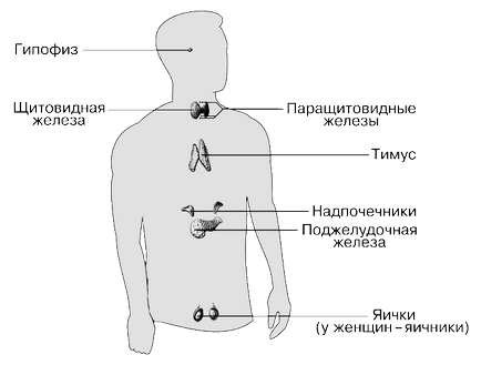 Reglarea hormonală a metabolismului carbohidraților în activitatea musculară