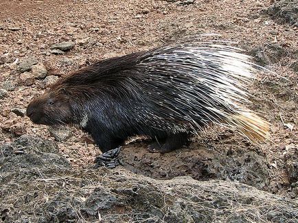 Cele mai ciudate animale din lume