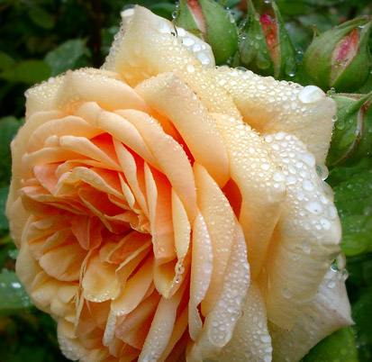 Cele mai frumoase trandafiri din lume