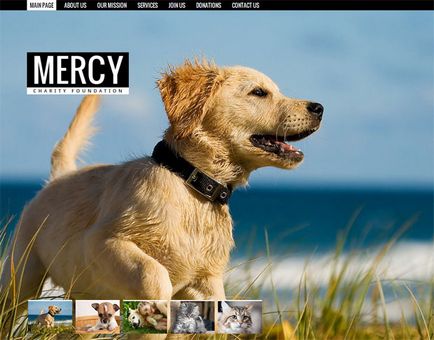 Site pentru crescătorii de câini simple sfaturi pentru crearea - motocms blog