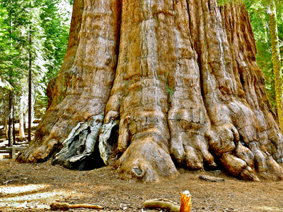 Секвойя - найбільше дерево на землі з ім'ям людини