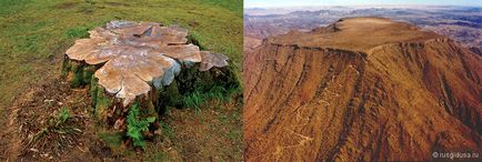 Sequoia este cel mai mare copac de pe pământ, cu numele unei persoane