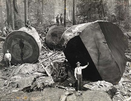 Sequoia - a legnagyobb fa a földön a személy nevét (fő) Sequoia - a legnagyobb fa a földön az adott személy neve