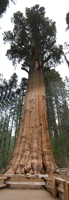 Sequoia este cel mai mare copac de pe pământ, cu numele unei persoane