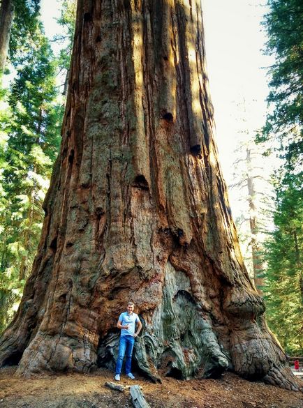 Sequoia este cel mai mare copac de pe pământ, cu numele unei persoane