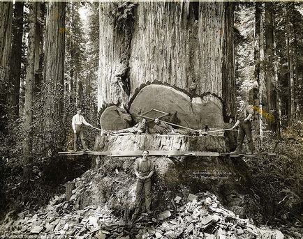 Sequoia este cel mai mare copac de pe pământ, cu numele unei persoane