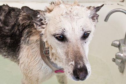 Șampon pentru folosirea medicului de către câini și efectele secundare