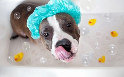 Șampon pentru câini, indicații, recenzii, preț