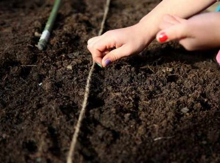 Cultivarea și îngrijirea de la cultivarea semințelor înainte de recoltare