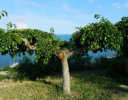 Шовковиця посадка, вирощування і догляд (фото), різні види форміровкі