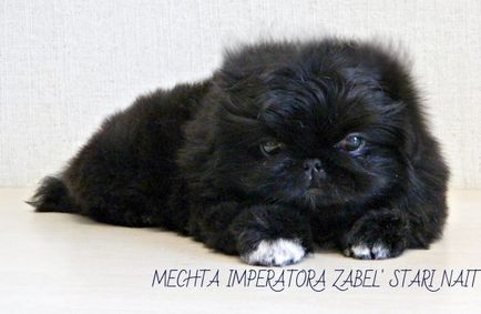 Catelusii din Pekingese