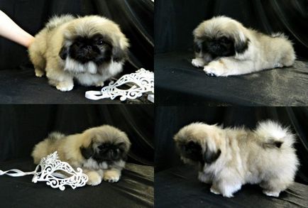 Catelusii din Pekingese