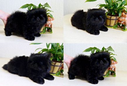 Catelusii din Pekingese