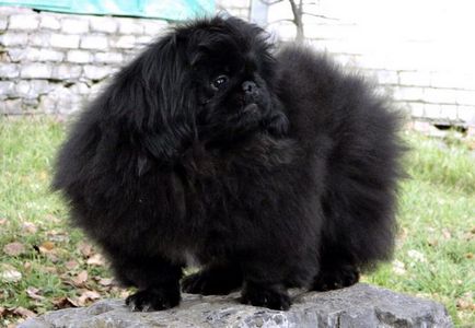 Catelusii din Pekingese