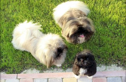 Catelusii din Pekingese