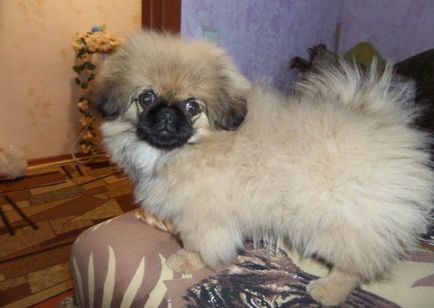 Catelusii din Pekingese