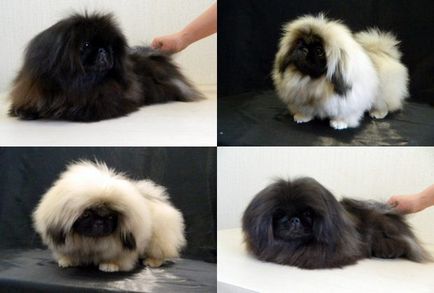 Catelusii din Pekingese