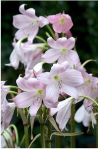 Шкатулка з розповідями - кімнатні квіти, які можуть викликати алергію