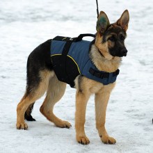 Curele de protecție izolată pentru un câine cu handicap