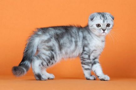 Scottish Fold (Scottish Fold și Scottish Straight)