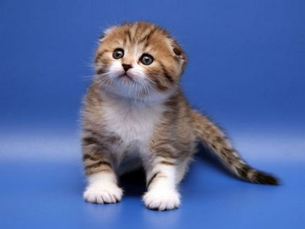 Scottish Fold (Scottish Fold și Scottish Straight)